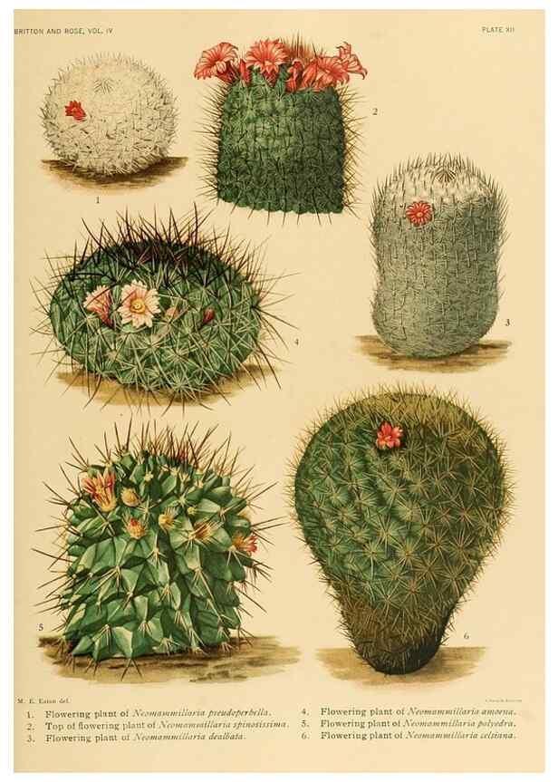 Reproducción/Reproduction 8572003862: The Cactaceae :. Washington :Carnegie Institution of Washington,1919-1923.
