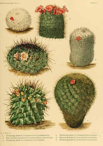 Reproducción/Reproduction 8572003862: The Cactaceae :. Washington :Carnegie Institution of Washington,1919-1923.