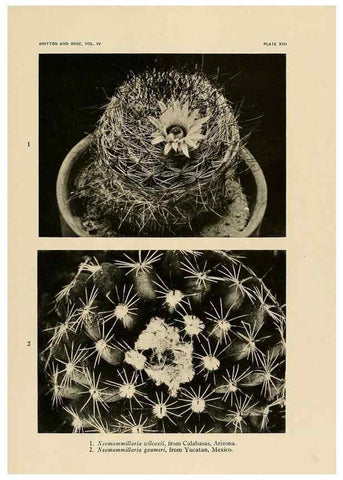 Reproducción/Reproduction 8570909779: The Cactaceae :. Washington :Carnegie Institution of Washington,1919-1923.