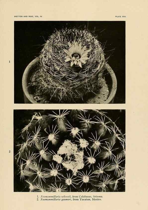 Reproducción/Reproduction 8570909779: The Cactaceae :. Washington :Carnegie Institution of Washington,1919-1923.