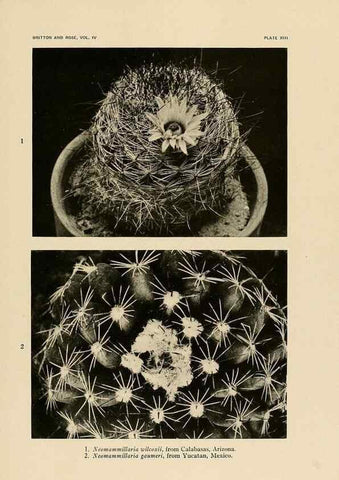 Reproducción/Reproduction 8570909779: The Cactaceae :. Washington :Carnegie Institution of Washington,1919-1923.