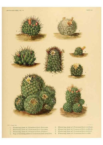 Reproducción/Reproduction 8572005102: The Cactaceae :. Washington :Carnegie Institution of Washington,1919-1923.