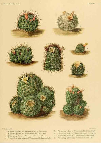 Reproducción/Reproduction 8572005102: The Cactaceae :. Washington :Carnegie Institution of Washington,1919-1923.