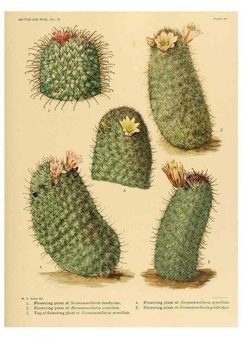 Reproducción/Reproduction 8572005458: The Cactaceae :. Washington :Carnegie Institution of Washington,1919-1923.