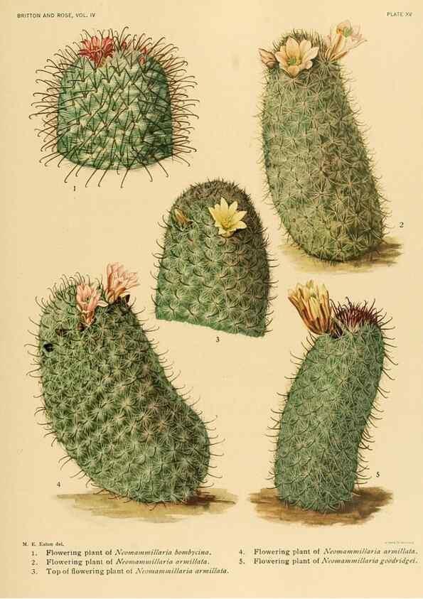Reproducción/Reproduction 8572005458: The Cactaceae :. Washington :Carnegie Institution of Washington,1919-1923.