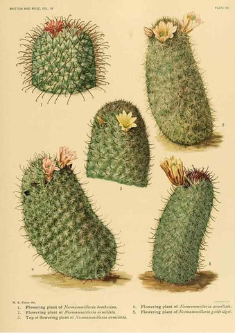 Reproducción/Reproduction 8572005458: The Cactaceae :. Washington :Carnegie Institution of Washington,1919-1923.