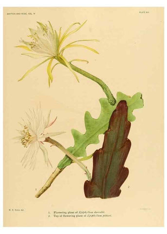 Reproducción/Reproduction 8572005852: The Cactaceae :. Washington :Carnegie Institution of Washington,1919-1923.