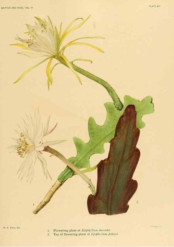 Reproducción/Reproduction 8572005852: The Cactaceae :. Washington :Carnegie Institution of Washington,1919-1923.