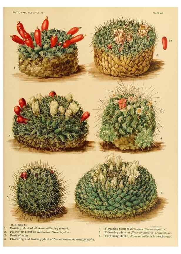 Reproducción/Reproduction 8570906547: The Cactaceae :. Washington :Carnegie Institution of Washington,1919-1923.