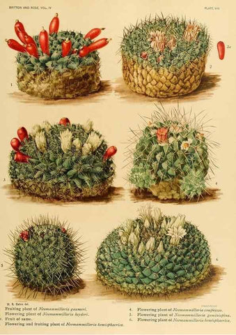 Reproducción/Reproduction 8570906547: The Cactaceae :. Washington :Carnegie Institution of Washington,1919-1923.