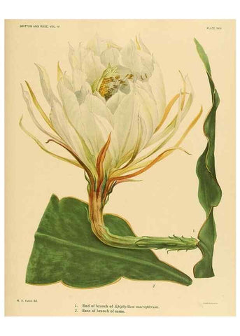 Reproducción/Reproduction 8572006186: The Cactaceae :. Washington :Carnegie Institution of Washington,1919-1923.