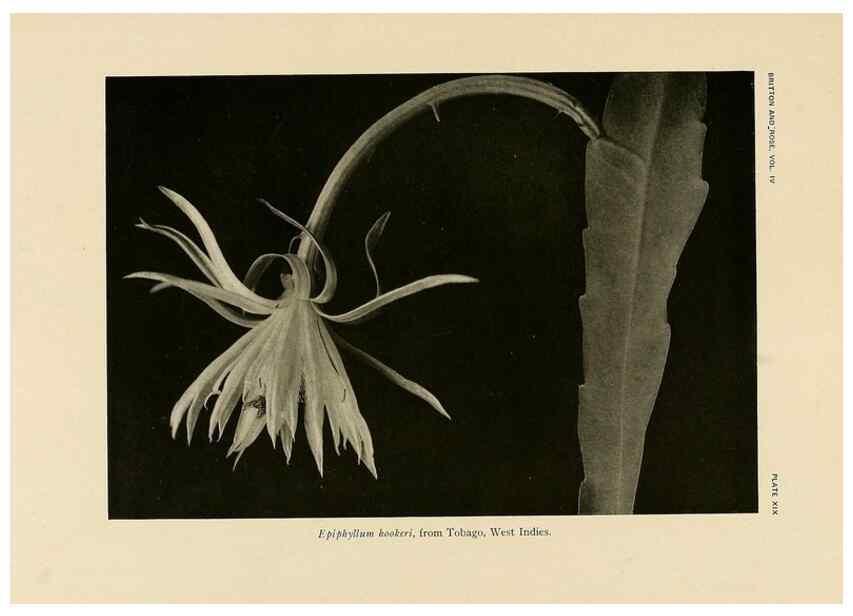 Reproducción/Reproduction 8570912425: The Cactaceae :. Washington :Carnegie Institution of Washington,1919-1923.