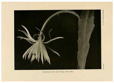 Reproducción/Reproduction 8570912425: The Cactaceae :. Washington :Carnegie Institution of Washington,1919-1923.