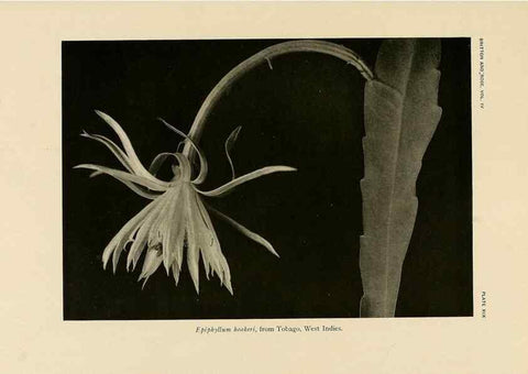 Reproducción/Reproduction 8570912425: The Cactaceae :. Washington :Carnegie Institution of Washington,1919-1923.