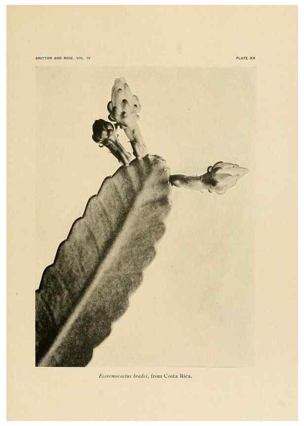 Reproducción/Reproduction 8570912959: The Cactaceae :. Washington :Carnegie Institution of Washington,1919-1923.