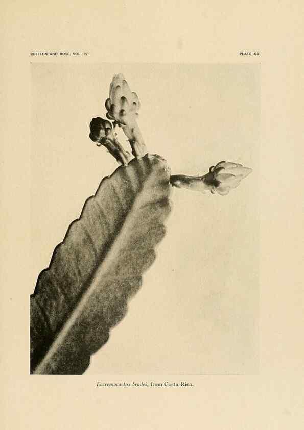 Reproducción/Reproduction 8570912959: The Cactaceae :. Washington :Carnegie Institution of Washington,1919-1923.