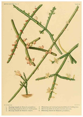 Reproducción/Reproduction 8572008440: The Cactaceae :. Washington :Carnegie Institution of Washington,1919-1923.