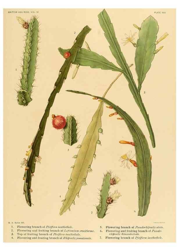 Reproducción/Reproduction 8572008778: The Cactaceae :. Washington :Carnegie Institution of Washington,1919-1923.