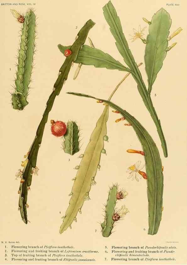 Reproducción/Reproduction 8572008778: The Cactaceae :. Washington :Carnegie Institution of Washington,1919-1923.