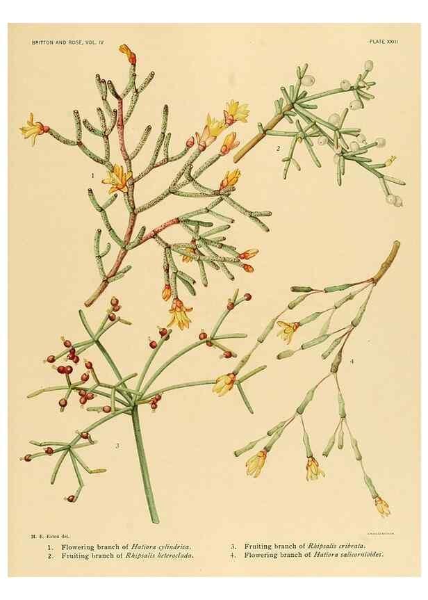 Reproducción/Reproduction 8570914043: The Cactaceae :. Washington :Carnegie Institution of Washington,1919-1923.