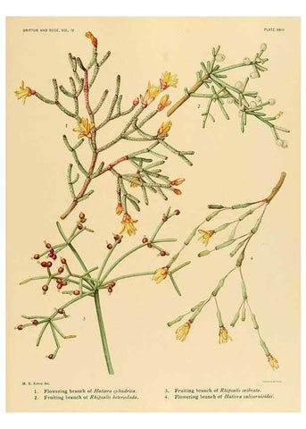 Reproducción/Reproduction 8570914043: The Cactaceae :. Washington :Carnegie Institution of Washington,1919-1923.