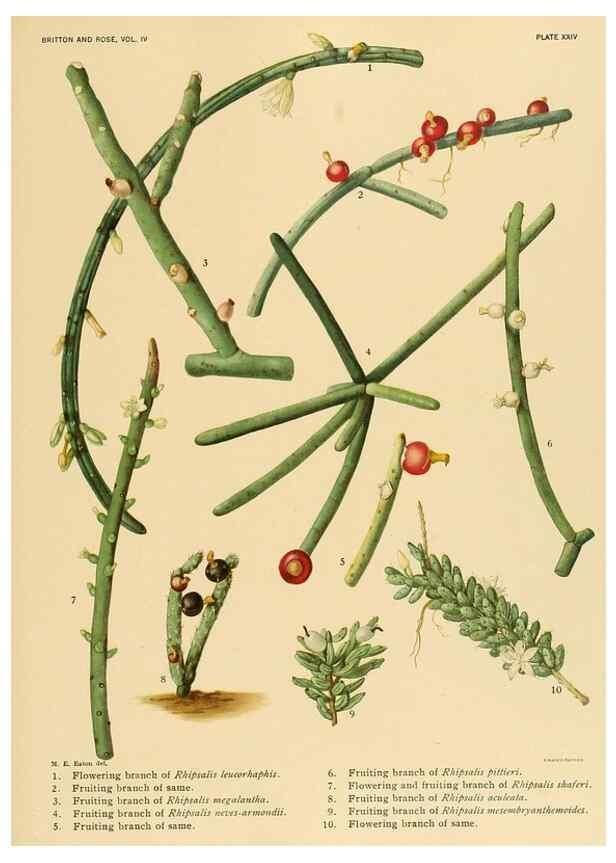 Reproducción/Reproduction 8572009416: The Cactaceae :. Washington :Carnegie Institution of Washington,1919-1923.