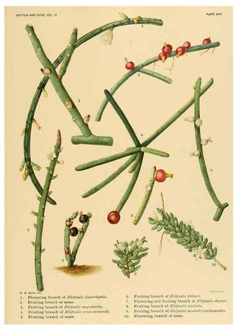 Reproducción/Reproduction 8572009416: The Cactaceae :. Washington :Carnegie Institution of Washington,1919-1923.