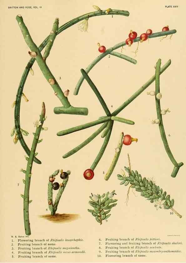 Reproducción/Reproduction 8572009416: The Cactaceae :. Washington :Carnegie Institution of Washington,1919-1923.