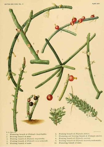 Reproducción/Reproduction 8572009416: The Cactaceae :. Washington :Carnegie Institution of Washington,1919-1923.