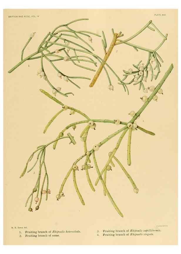 Reproducción/Reproduction 8570914599: The Cactaceae :. Washington :Carnegie Institution of Washington,1919-1923.