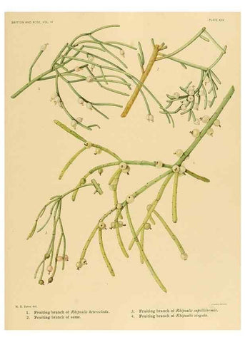 Reproducción/Reproduction 8570914599: The Cactaceae :. Washington :Carnegie Institution of Washington,1919-1923.