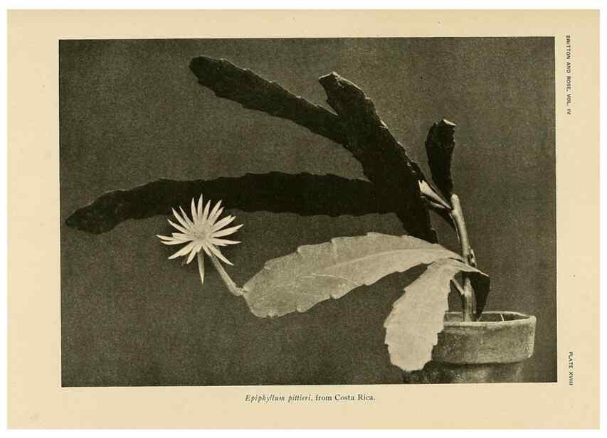 Reproducción/Reproduction 8570911911: The Cactaceae :. Washington :Carnegie Institution of Washington,1919-1923.