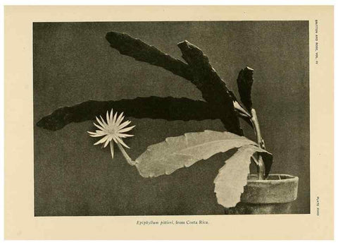 Reproducción/Reproduction 8570911911: The Cactaceae :. Washington :Carnegie Institution of Washington,1919-1923.