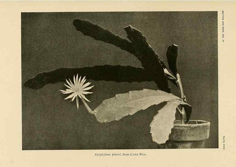 Reproducción/Reproduction 8570911911: The Cactaceae :. Washington :Carnegie Institution of Washington,1919-1923.