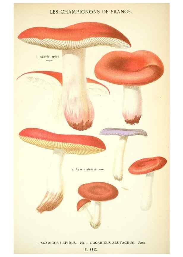 Reproducción/Reproduction 8559819852: Les champignons de la France :. Paris :J. Rothschild,1870.