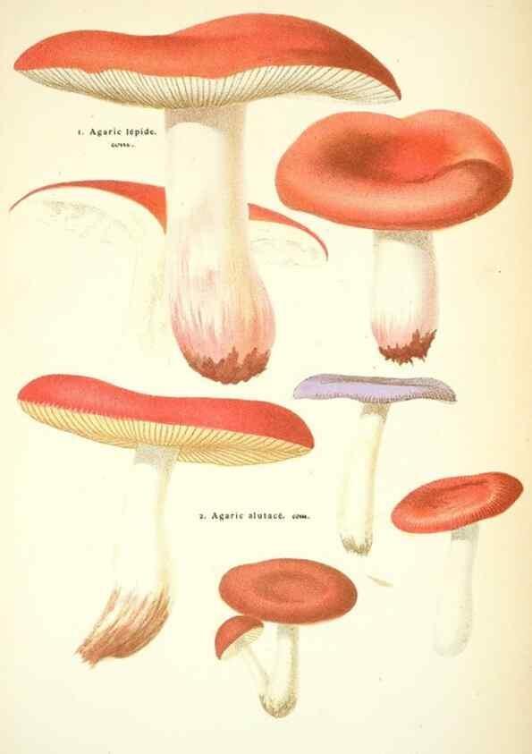 Reproducción/Reproduction 8559819852: Les champignons de la France :. Paris :J. Rothschild,1870.