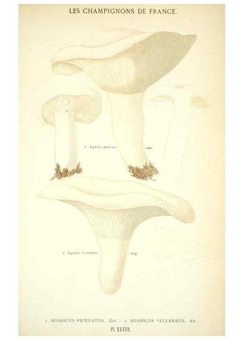 Reproducción/Reproduction 8559819638: Les champignons de la France :. Paris :J. Rothschild,1870.