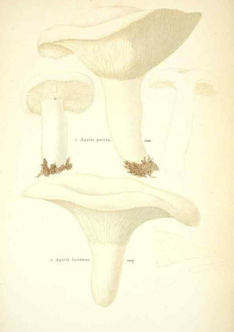 Reproducción/Reproduction 8559819638: Les champignons de la France :. Paris :J. Rothschild,1870.
