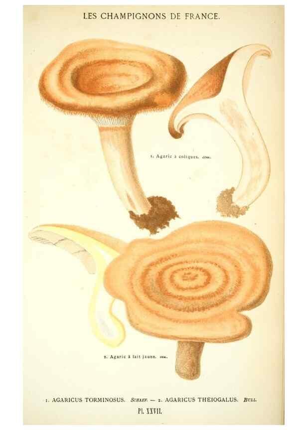 Reproducción/Reproduction 8559819388: Les champignons de la France :. Paris :J. Rothschild,1870.