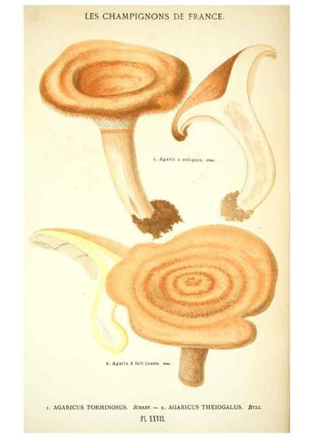 Reproducción/Reproduction 8559819388: Les champignons de la France :. Paris :J. Rothschild,1870.