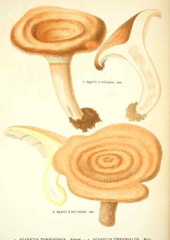 Reproducción/Reproduction 8559819388: Les champignons de la France :. Paris :J. Rothschild,1870.