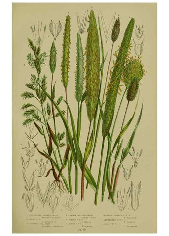Reproducción/Reproduction 8518429093: The flowering plants, grasses, sedges, & ferns of Great Britain. London,F. Warne,1905.
