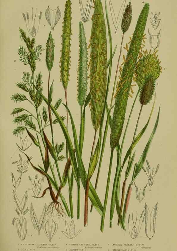 Reproducción/Reproduction 8518429093: The flowering plants, grasses, sedges, & ferns of Great Britain. London,F. Warne,1905.