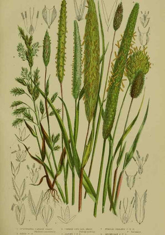 Reproducción/Reproduction 8518429093: The flowering plants, grasses, sedges, & ferns of Great Britain. London,F. Warne,1905.