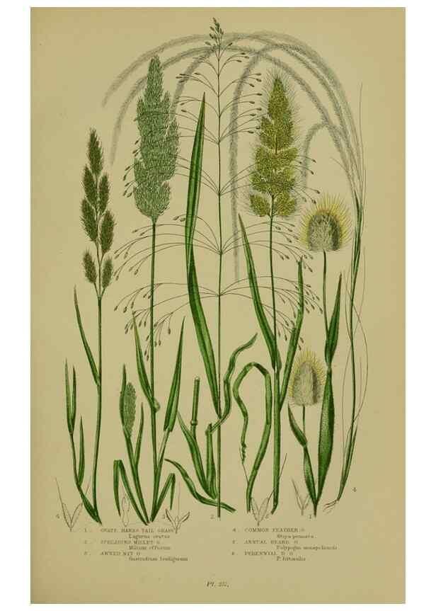 Reproducción/Reproduction 8519542686: The flowering plants, grasses, sedges, & ferns of Great Britain. London,F. Warne,1905.