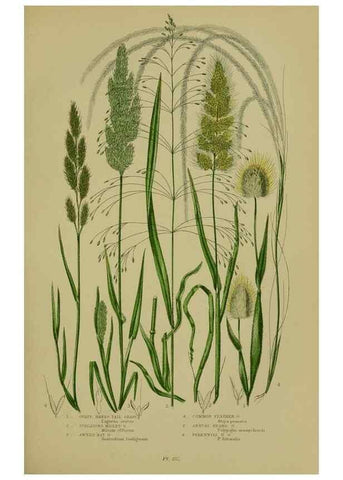 Reproducción/Reproduction 8519542686: The flowering plants, grasses, sedges, & ferns of Great Britain. London,F. Warne,1905.