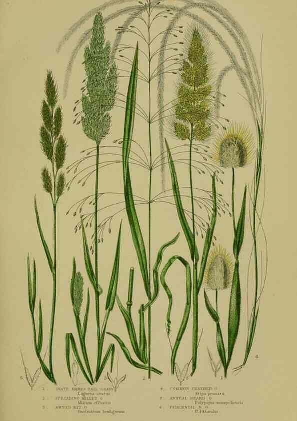 Reproducción/Reproduction 8519542686: The flowering plants, grasses, sedges, & ferns of Great Britain. London,F. Warne,1905.