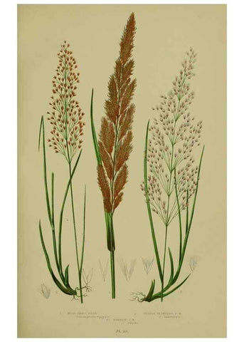 Reproducción/Reproduction 8519543234: The flowering plants, grasses, sedges, & ferns of Great Britain. London,F. Warne,1905.
