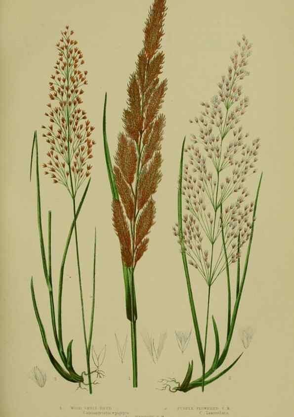 Reproducción/Reproduction 8519543234: The flowering plants, grasses, sedges, & ferns of Great Britain. London,F. Warne,1905.