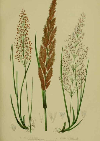 Reproducción/Reproduction 8519543234: The flowering plants, grasses, sedges, & ferns of Great Britain. London,F. Warne,1905.